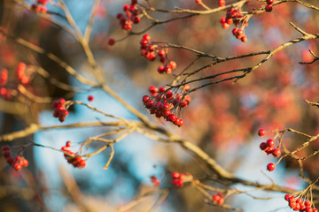 branch of a tree with red berries