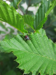 fotografias de insectos varios naturaleza 