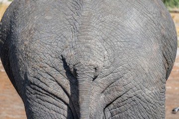 Close up of an elephant butt