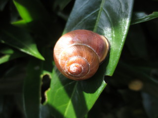fotografias de insectos varios naturaleza 