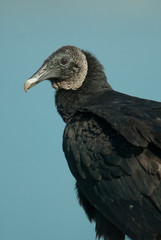 Black Vulture head taken in SW Florida
