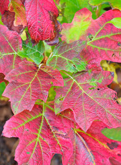 Closeup of Fall Colored Oak Leaves Still on the Tree