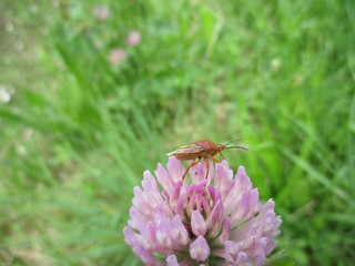 fotografias de insectos varios naturaleza 