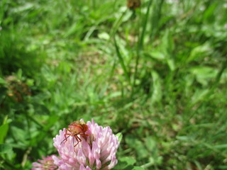 fotografias de insectos varios naturaleza 