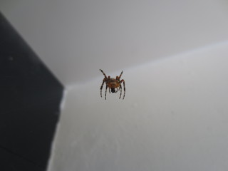 fotografias de insectos varios naturaleza 