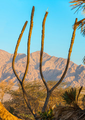 Remains of exotic Doum palms. These tropical plants are the most northern point of their distribution in the world, small population located near Eilat, Israel