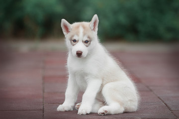 Puppy Siberian husky 