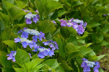 紫陽花