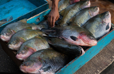 Close up of fisherman hands tidying Brazilian tambaqui fish (Colossoma macropomum) in blue wooden...
