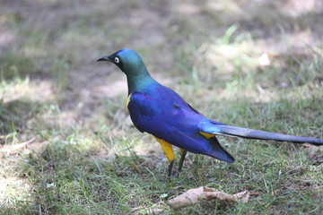 fotografias de aves varias naturaleza 