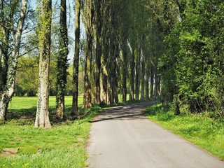 Lane through poplar tree trunks with green grass near York, England