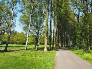 Fototapeta na wymiar Lane through poplar trees in a green field with a blue sky near York, England