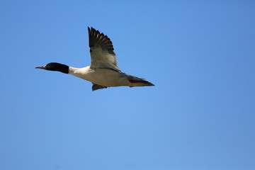 fotografias de aves varias naturaleza 