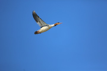Obraz premium fotografias de aves varias naturaleza 