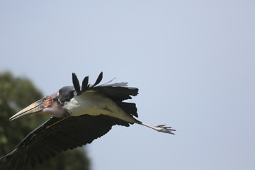 fotografias de aves varias naturaleza 