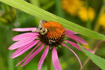 Bee on Purple Coneflower taken in southern MN