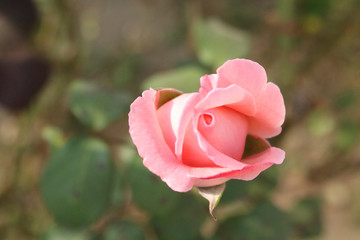 Primo piano di una rosa che sboccia in un prato in primavera