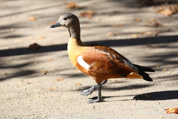 fotografias de aves varias naturaleza 
