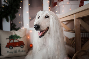 afghan hound dog christmas