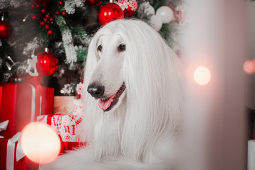 afghan hound dog christmas