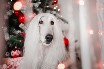 afghan hound dog christmas