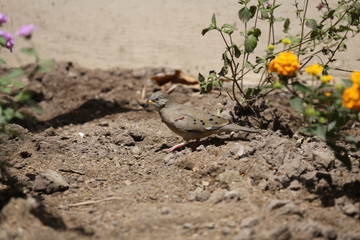 fotografias de aves varias naturaleza 