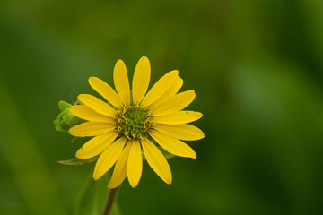 coneflower flower