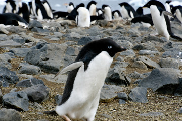 Penguins in Antarctica