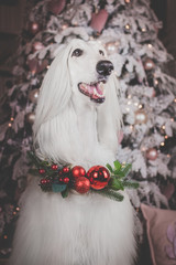 afghan hound dog christmas