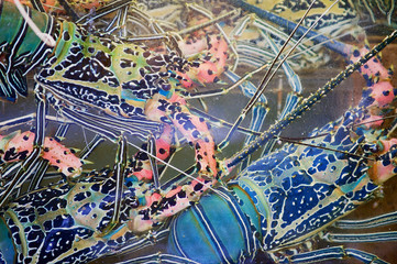 Colorful lobsters in the water behind the wet scratched stall glass at the seafood market in Hong Kong, China.