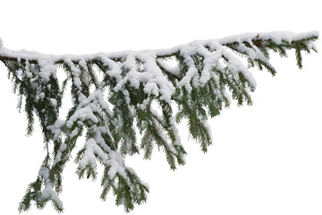 large fir branch strewn with fluffy snow, isolated on white