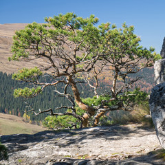 Dwarf pine on limestone rock. The autumn forest on the Lagonaki plateau at the background