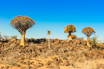 Quiver Tree Forest (Aloe Aloidendron dichotoma) or kokerboom or Köcherbaumwald near Keetmanshoop...