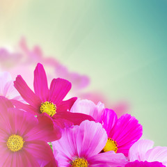 Cosmos pink flowers