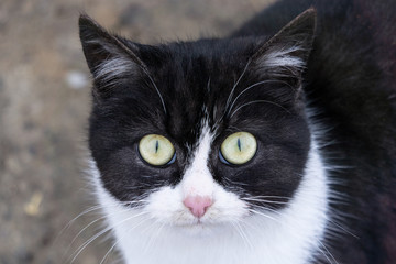 The cat is looking straight into the camera. cat on snow background. big and beautiful eyes of a cat. black and white coloring