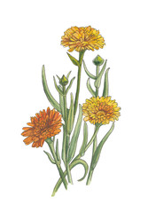 watercolor illustration of calendula.