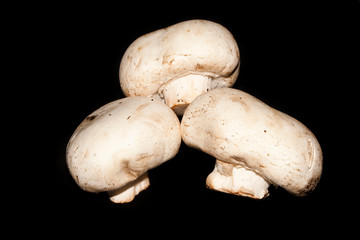 mushrooms isolated on black background