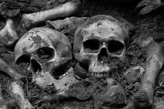 Two skulls and pile bone in the Graves discover by dig in cemetery