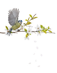 Eurasian blue tit on cherry tree blossoming branch