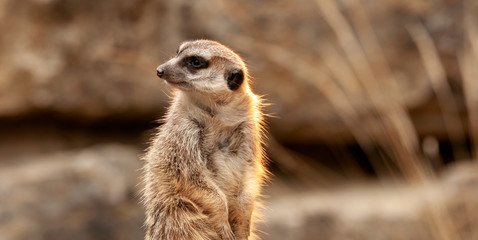 Erdmännchen sitzt aufmerksam auf einem Felsen