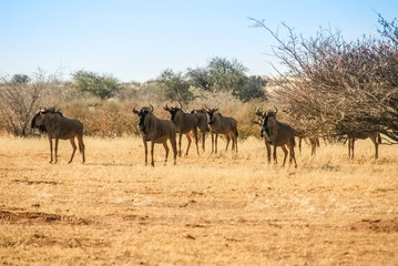 A free and wild Blue Wildebeest (Connochaetes taurinus) herd in the desert of Kalahari in Namibia, Africa