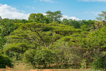 Obraz premium National Botanical garden in Pretoria, South Africa. Plants from all over Southern Africa can be seen in this well maintained nature spot.