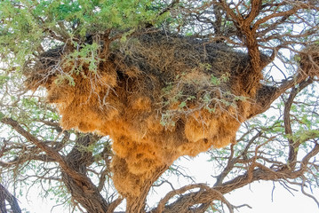 Camelthorn tree with a  sociable weaver (Philetairus socius) nest in the desert of Kalahari in Namibia, Africa