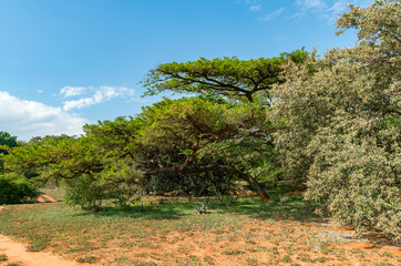 National Botanical garden in Pretoria, South Africa. Plants from all over Southern Africa can be seen in this well maintained nature spot.