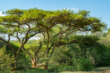 Fototapeta premium National Botanical garden in Pretoria, South Africa. Plants from all over Southern Africa can be seen in this well maintained nature spot.