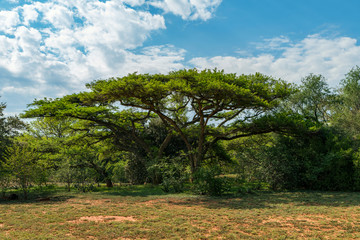 National Botanical garden in Pretoria, South Africa. Plants from all over Southern Africa can be seen in this well maintained nature spot.