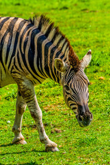 Fototapeta na wymiar Damara Zebra