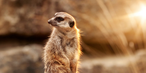 Erdnmännchen sitzt aufmerksam auf einem Felsen und sonnt sich in der Abendsonne