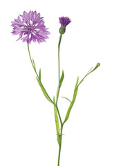 Naklejka premium three stages lilac cornflower on white