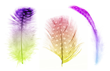 fluffy isolated three colored feathers in spots